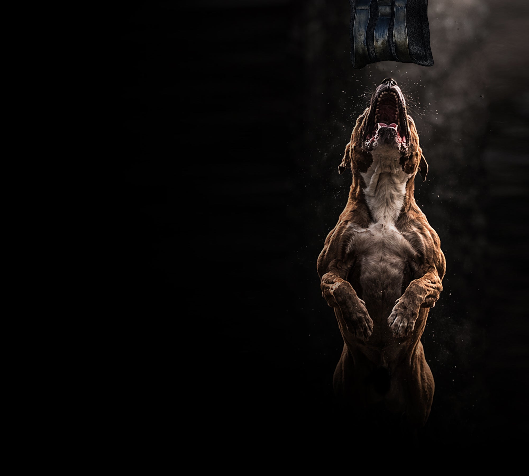 High-drive dog training on a springpole bite tug
