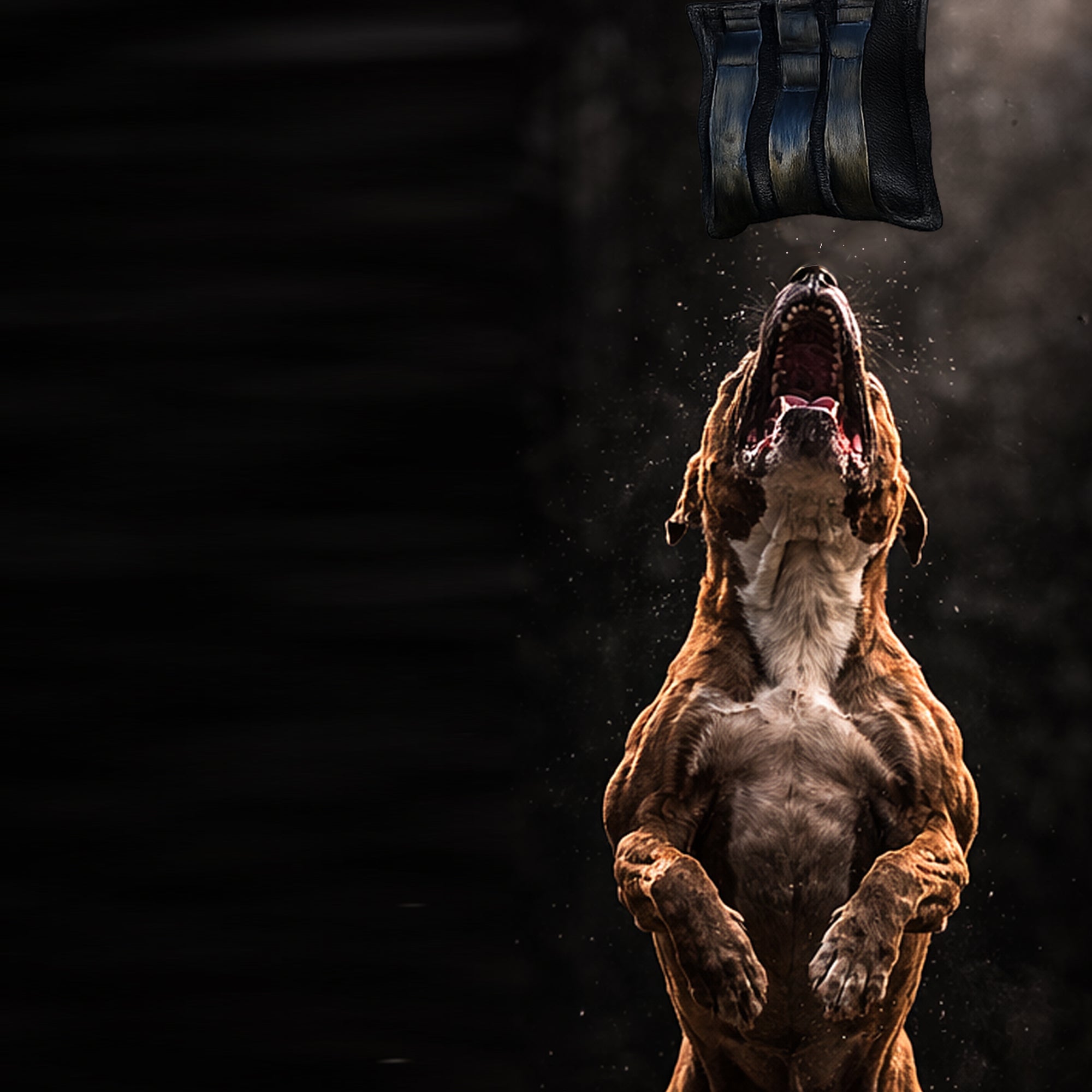 High-drive dog training on a springpole bite tug